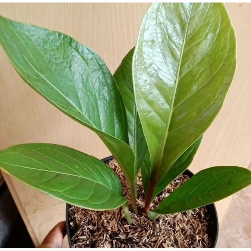 ( BISA COD ) PROMO Tanaman Hias Anthurium Jenmani Jaguar / Bunga Hias Indoor Antorium Jemani Jaguar 