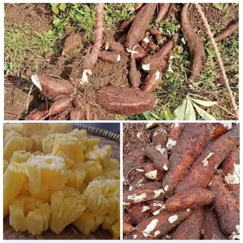 

singkong keju lumer manis pulen puhung keju fresh 1kg