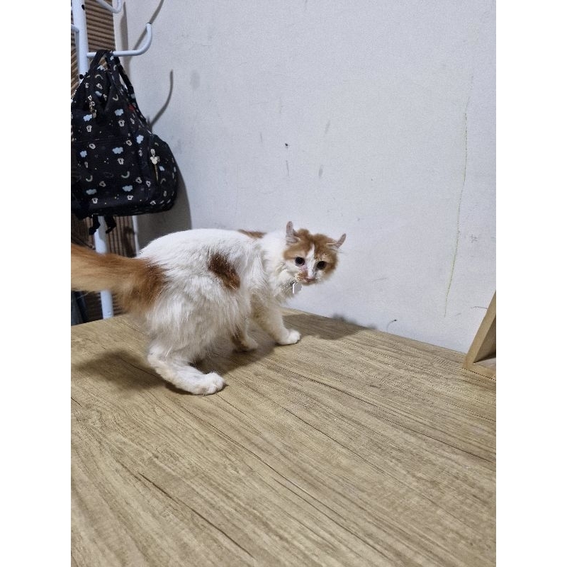 Munchkin kinkalow NS / American curl