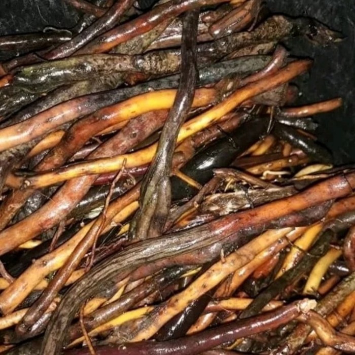 

Akar Aren / Akar kawung segar basah herbal alami 300gr