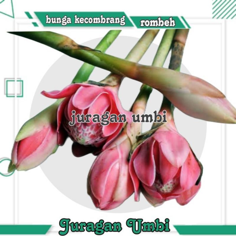 

( juragan umbi ) bunga kecombrang / kembang romeh / bunga honje 1 kg