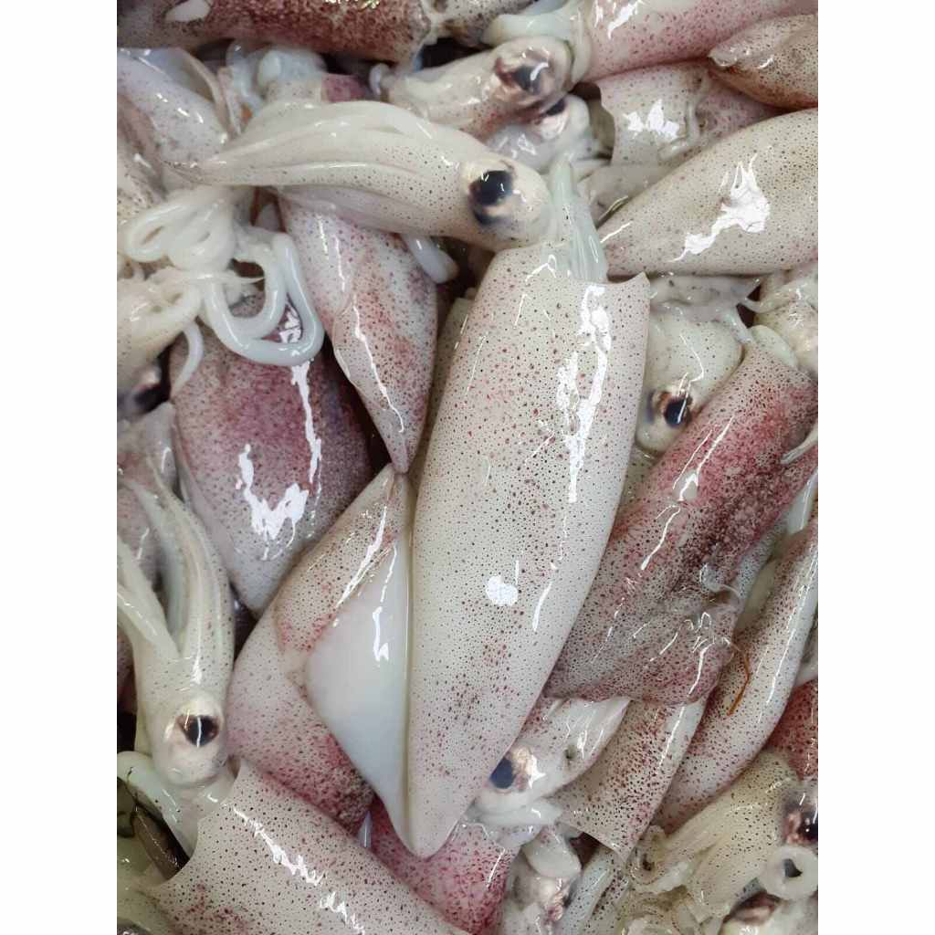 

Cumi - Cumi Segar 500 gram