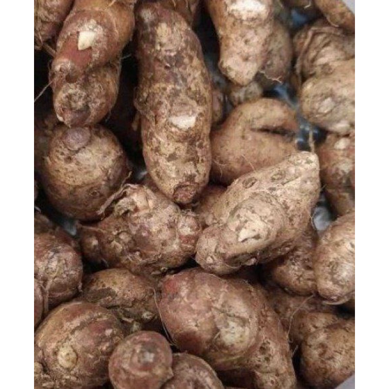 

Kencur Cikur 500 gram Family Sayuran Fresh Dari Kebun