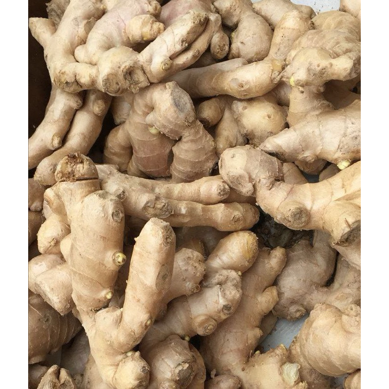 

Jahe Gajah Bersih 500 gram Family Sayuran Fresh