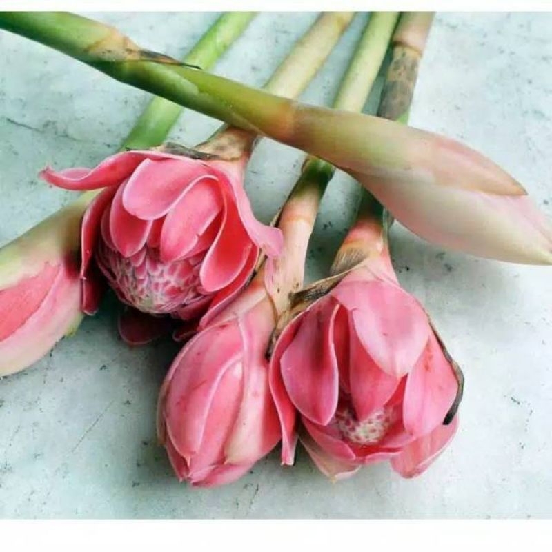 

Ready bunga kecombrang segar 500 gram termurah