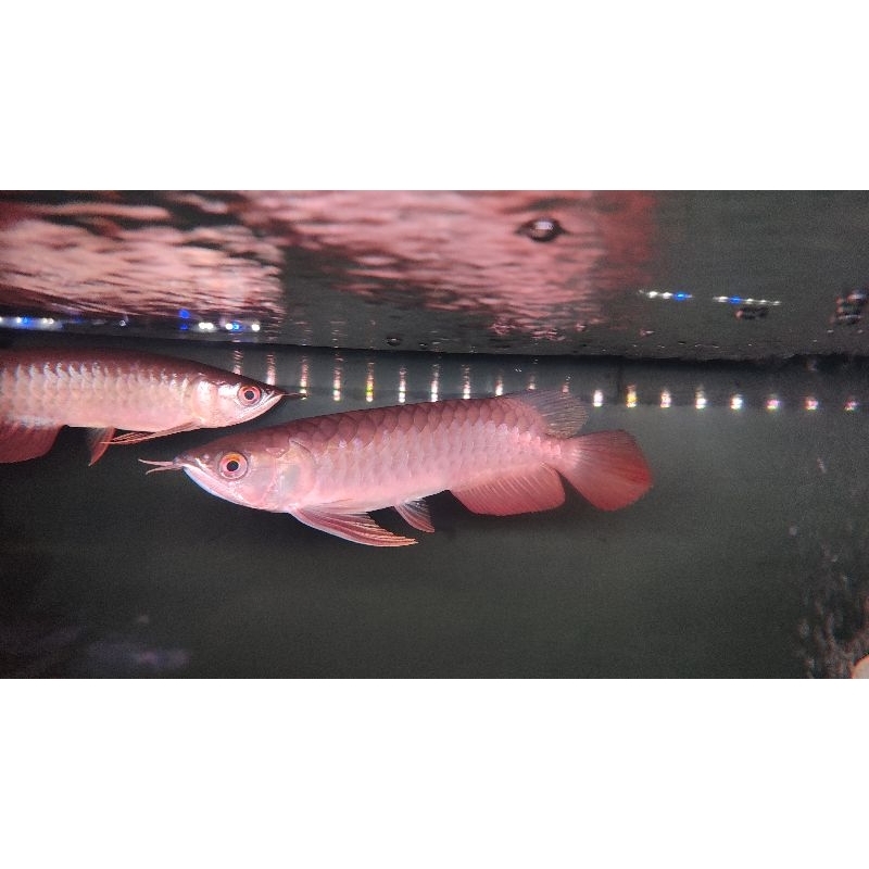 arowana golden red kualitas super termurah