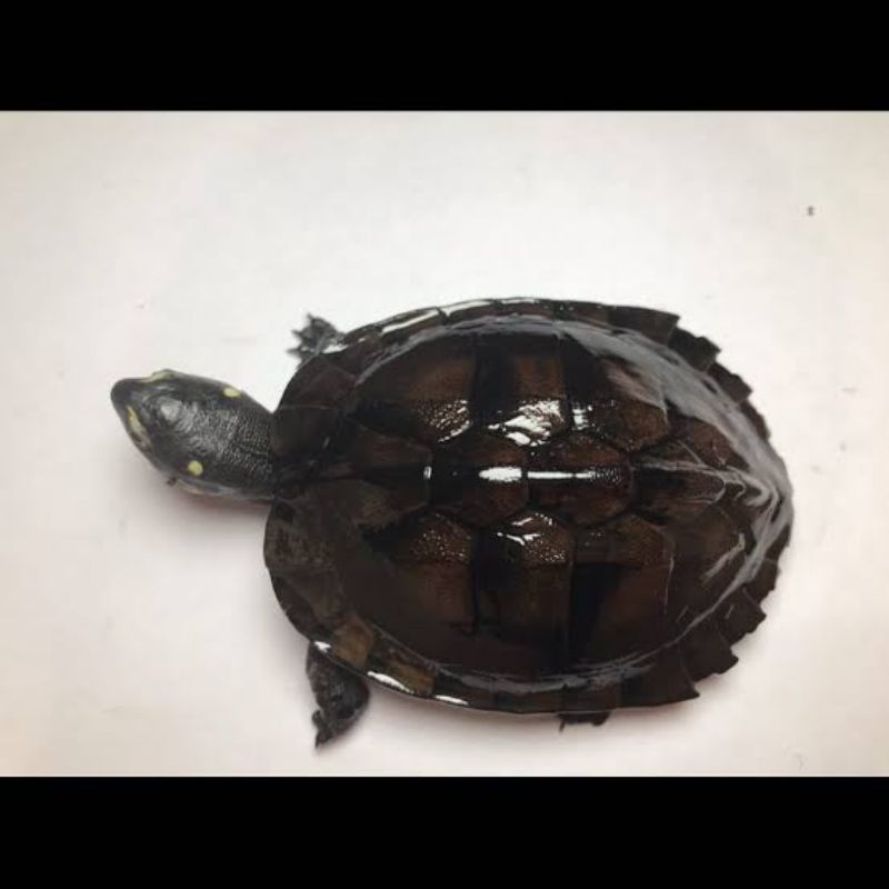 kuraa kura baby pipi putih lucu