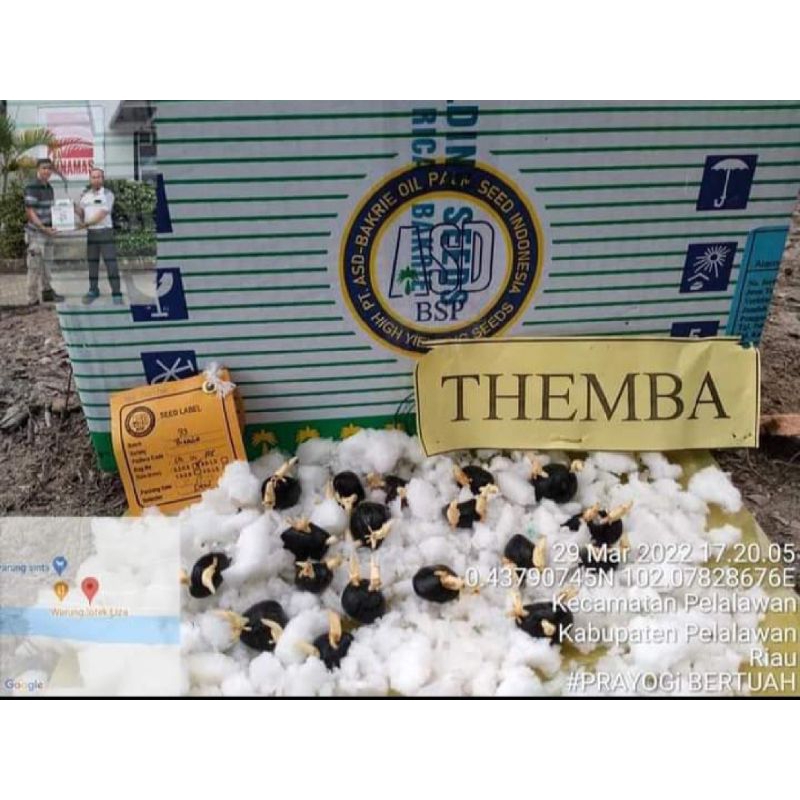 Harga per butir 8000/biji benih sawit COSTARIKA original