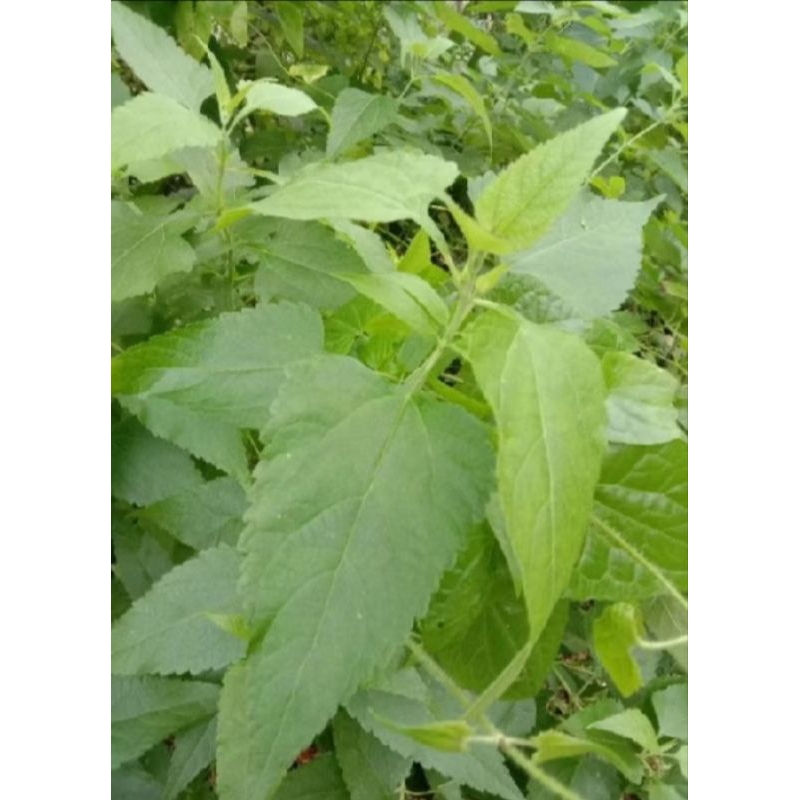 

daun kirinyuh segar fresh 1 kg herbal alami