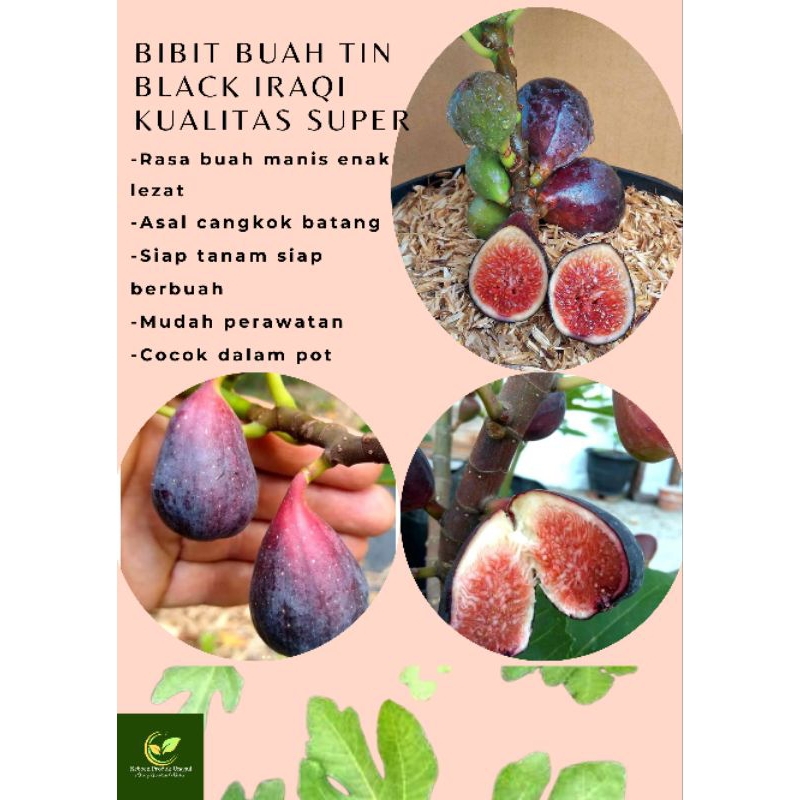 Bibit Buah Tin Ara Unggulan Black Iraqi Kualitas Super Asal Cangkok Batang Siap Tanam Siap Berbuah C