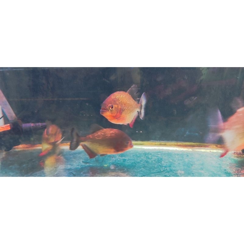 

stiker piranha RGB 4jari BESAR