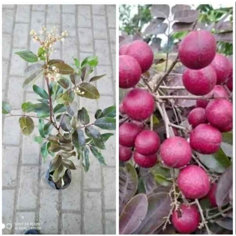 

kelengkeng merah non biji hasil cangkok berbunga dapat 4