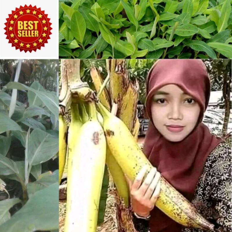 Bibit Pisang Tanduk Botol - Pisang Tanduk Jumbo