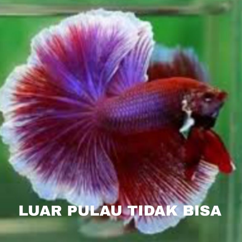ikan cupang halfmoon sz L isi 10