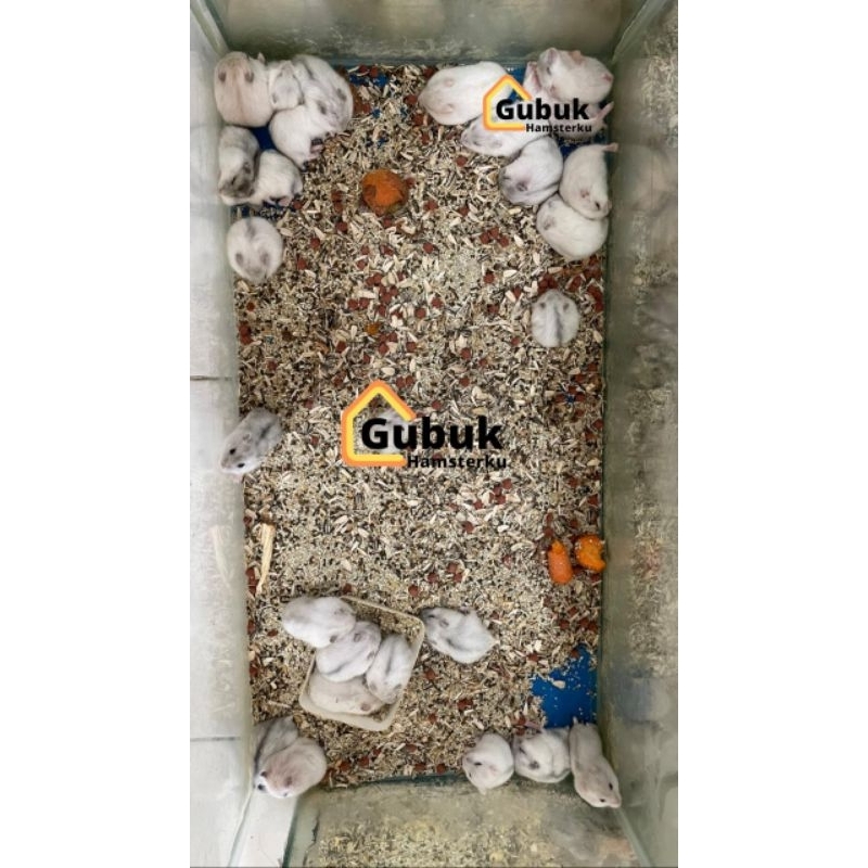 HAMSTER WINTER WHITE PEARL