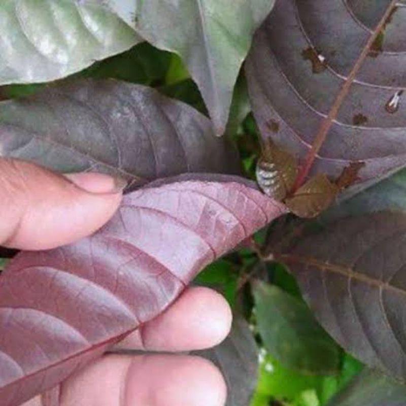 

daun handeleum untuk wasir 150g