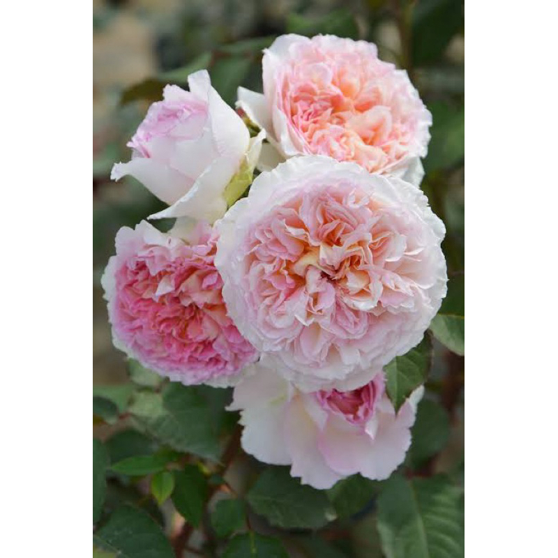 Mawar Indukan Import Traumerei Rose