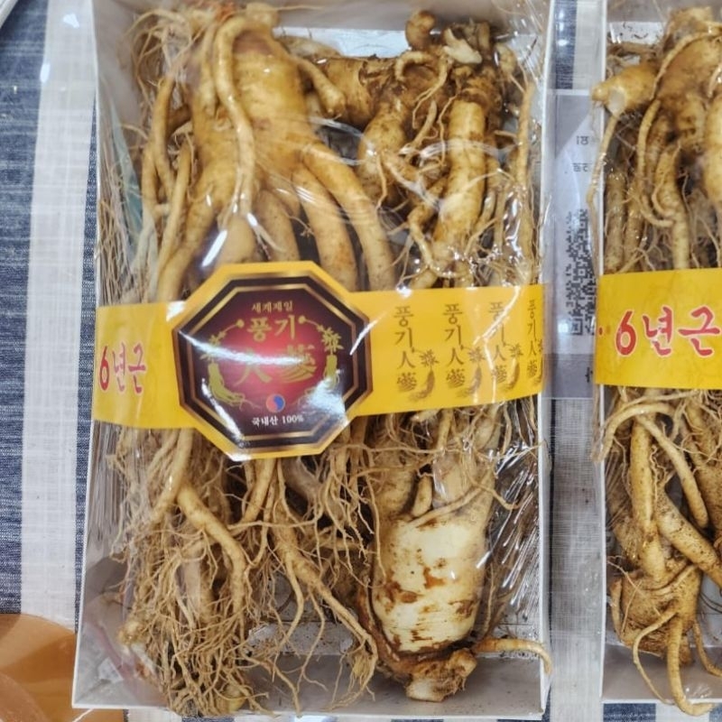GINSENG KOREA ASLI JUMBO BESAR PERBATANG
