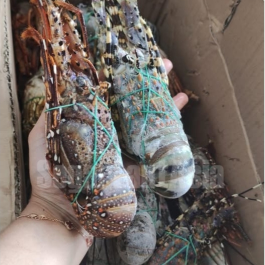 

Udang Lobster 1Kg Udang lobster Segar