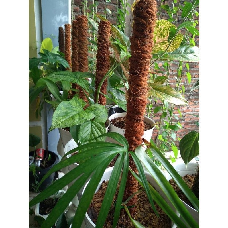 Media tanam anggrek/turus tanaman/turus bambu penyangga Tanaman