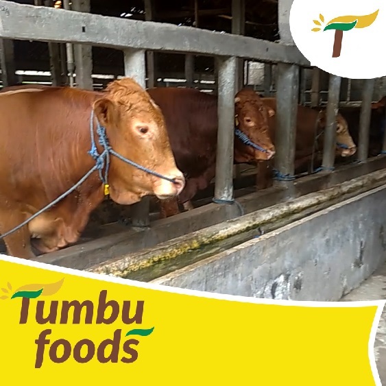 Sapi Kurban Idul Adha Hewan Hidup - DP/Booking Fee - Free Ongkir Qurban