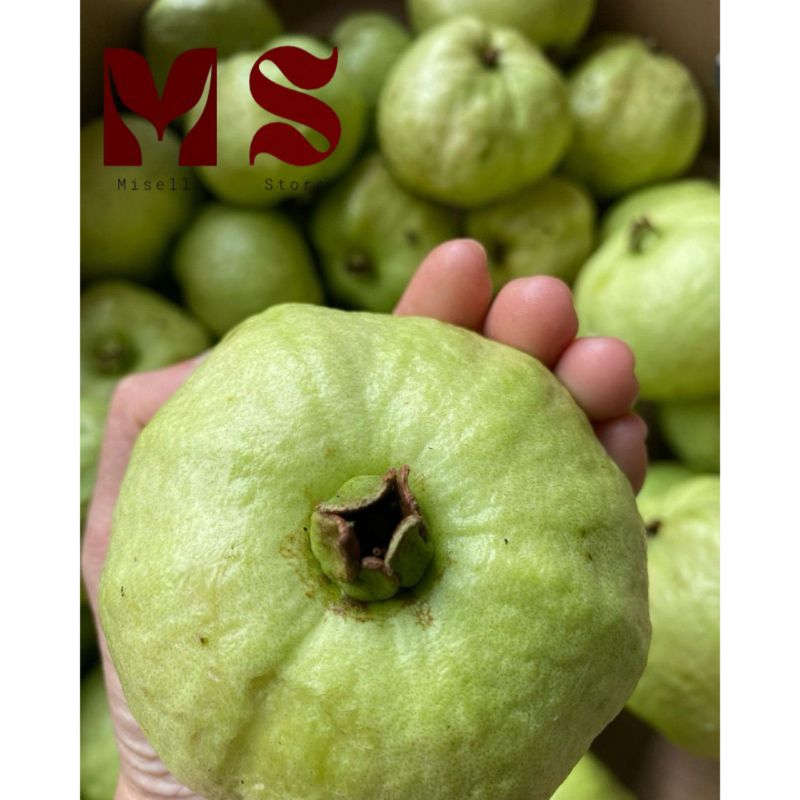 

Jambu Kristal Segar Berat 1 Kg