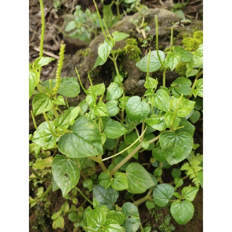 

Daun Sirih Cina super Segar/Frash. 250gr