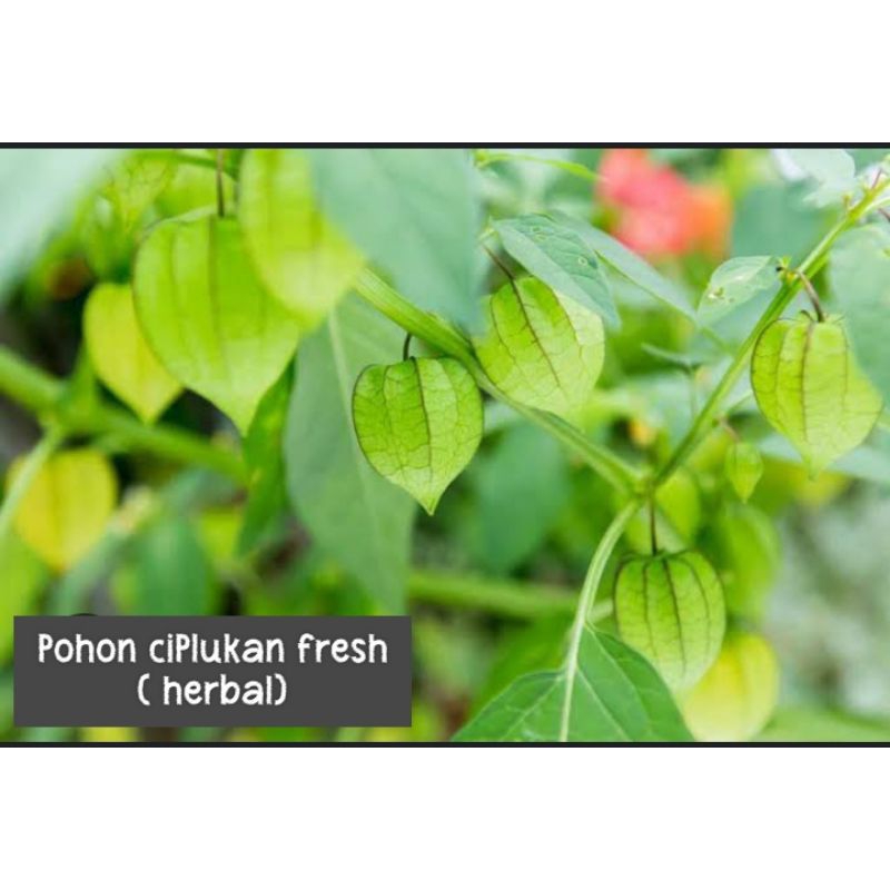 

CIPLUKAN , GOLDEN BERRY, BUAH CIPLUKAN, POHON CIPLUKAN