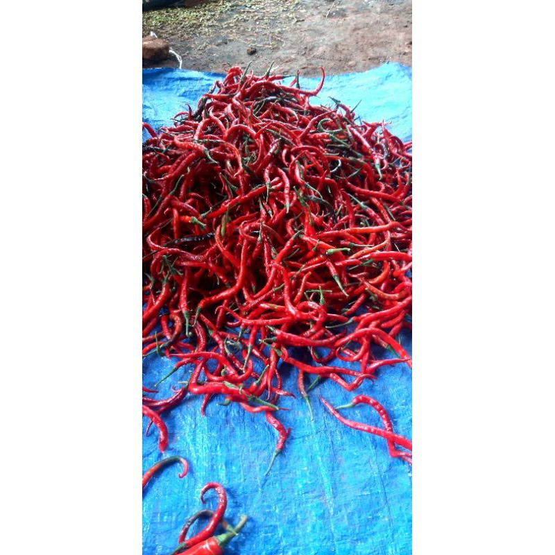 

cabe merah keriting fresh ½ kilo