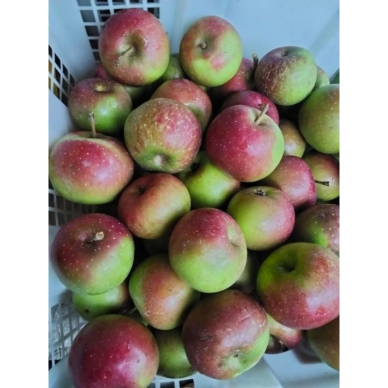 

Apel Rome Beauty 1kg ukuran 10-15