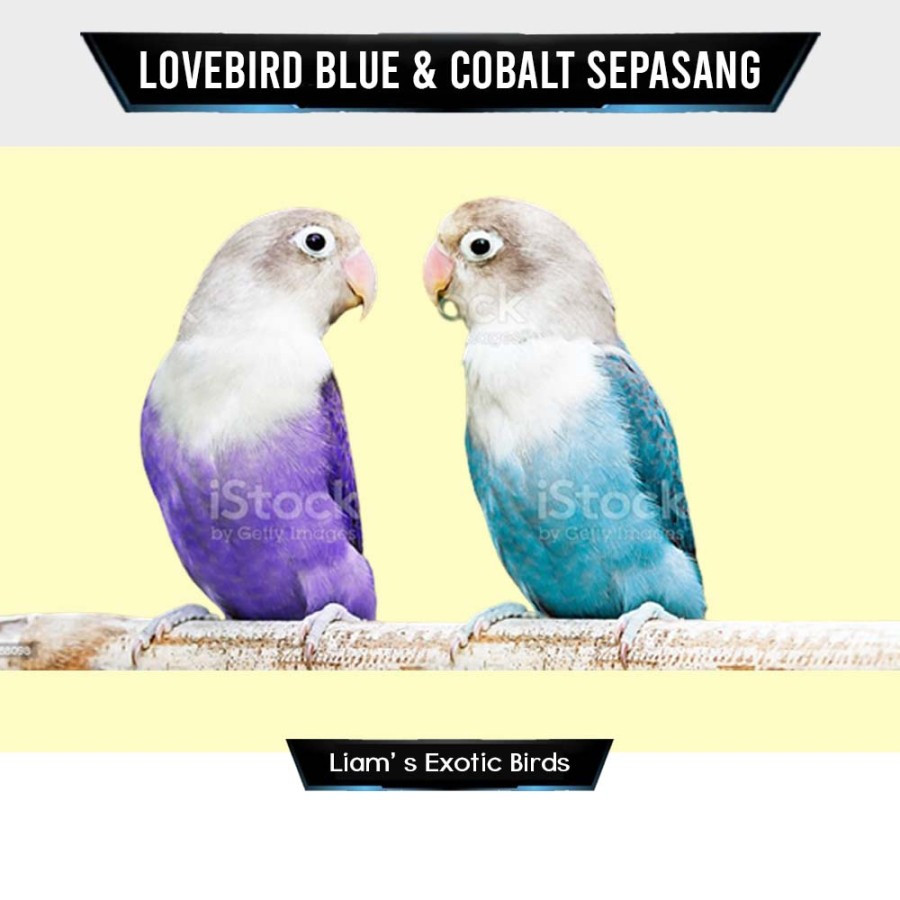 Burung Lovebird Sepasang Warna Violet & Cobalt Siapan Breeding