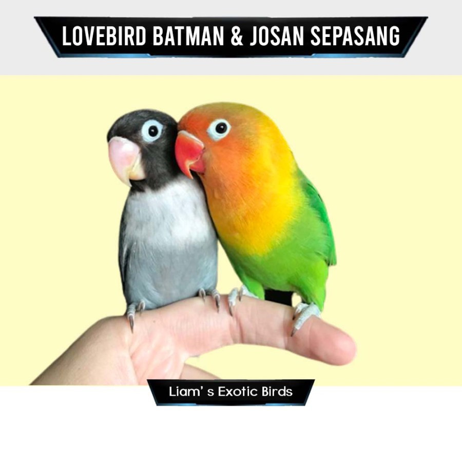 Burung Lovebird Pasangan Warna Batman & Josan