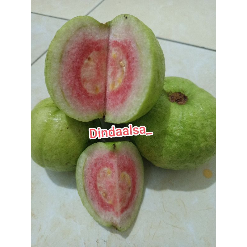jambu kristal merah fresh 1 kg