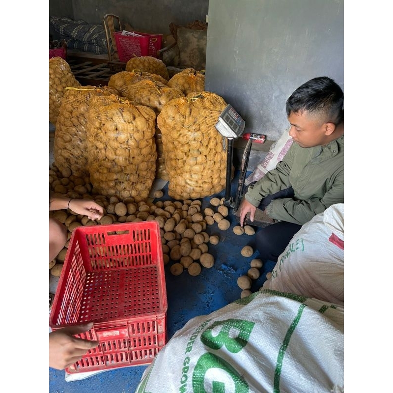 

Kentang Dieng Kualitas Supermarket
