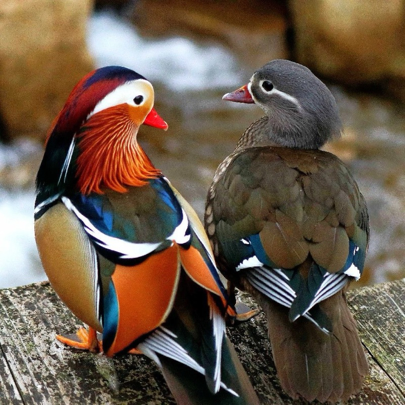 mandarin duck perpasang
