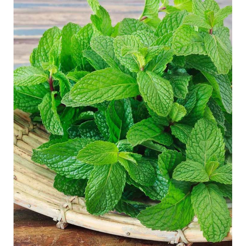 

lalapan daun mint,per 250 grm,lalapan mentah daun mint Fres segar terlaris