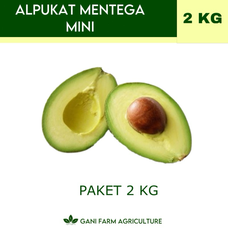 

Alpukat Mentega Mini (PAKET 2 KG) GARANSI