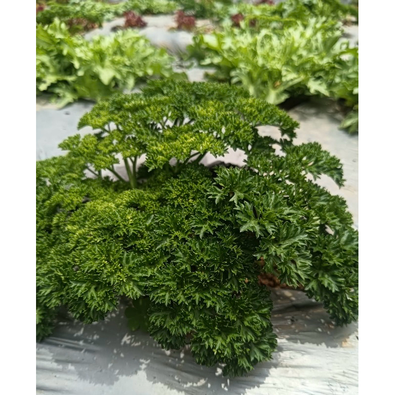 

sayuran parsley (peterseli) per 250gram