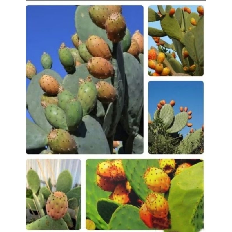 

BIBIT KAKTUS BARSUMI BUAH ( OPUNTIA FICUS INDICA )