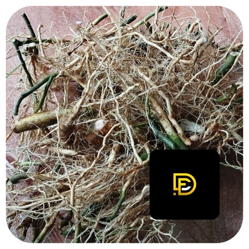 

Akar sidaguri segar organik 250 gram fresh