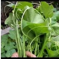 

Sayur Daun Labu