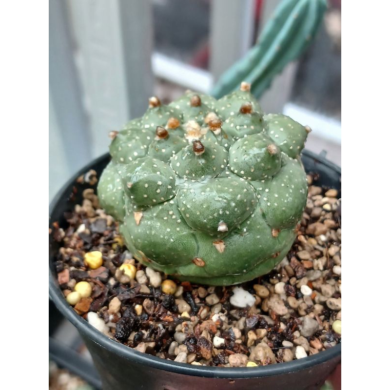 Astrophytum Kikko Turtle 02 | Kaktus