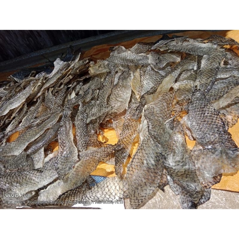 

Bisa Cod - Kerupuk Kulit Ikan Kakap Mentah1KG KERUPUK KULIT IKAN KAKAP KERING MASIH MENTAH ENAK, GURIH DAN MANTAP KRUPUK KULIT IKAN KAKAP MENTAH ORIGINAL sedia Salep Youzhi Original