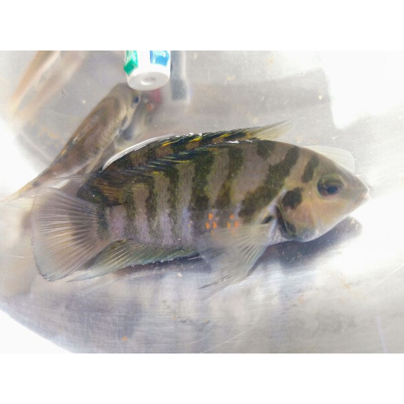 pebersih lumut alga aquascpe ikan hias petok batik