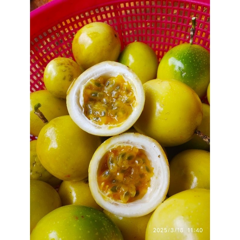 

Markisa Asam manis Per 1 buah ( beli 5 gratis 2 )