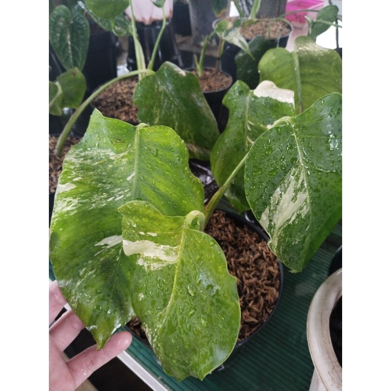 philidendrone monstera varigata ekonomis