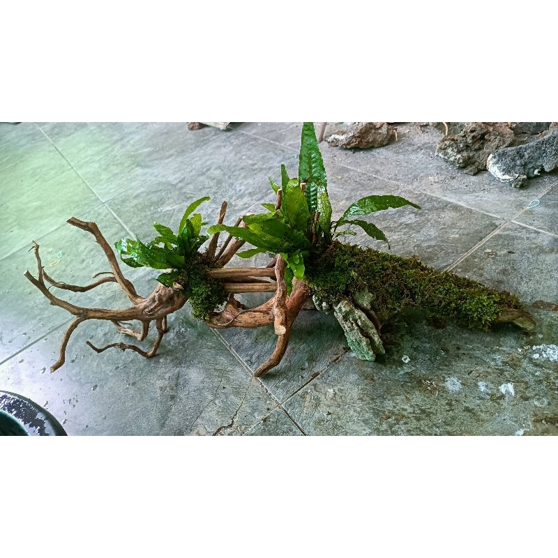 AQUASCAPE KAYU HIAS KOMPLIT IKAN CHANA PREDATOR REPTILE BIG SIZE