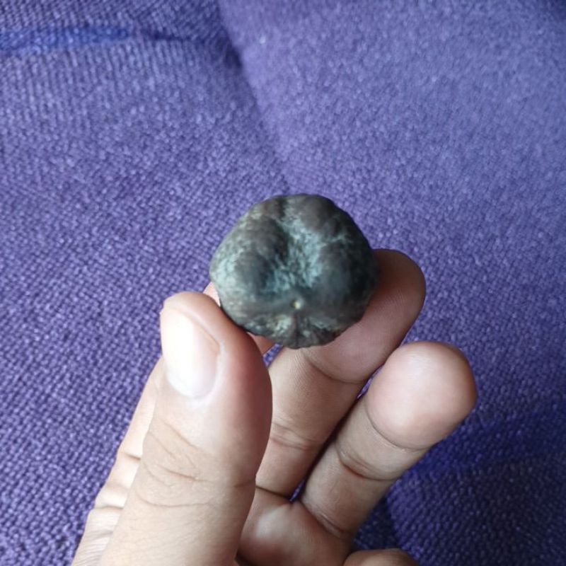 jalim mayit muncang adu premium