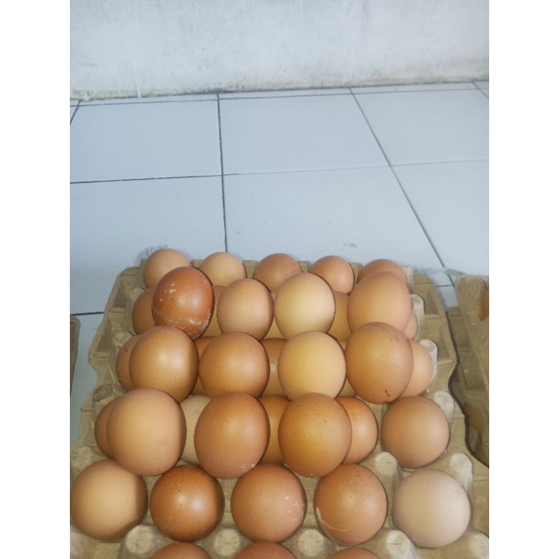 

TELURAYAMBERKUALITAS