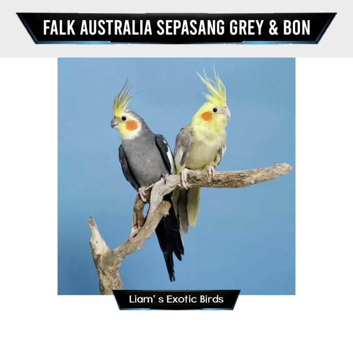 Burung Cockatiel Falk Parkit Australia Warna Grey & Yellow Sepasang